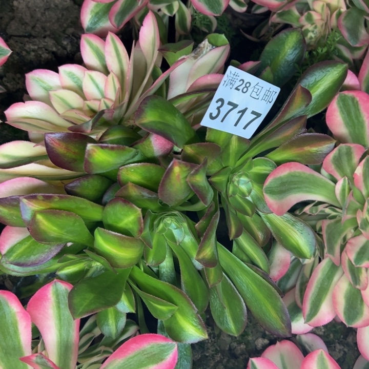 3717南女巫多肉植物