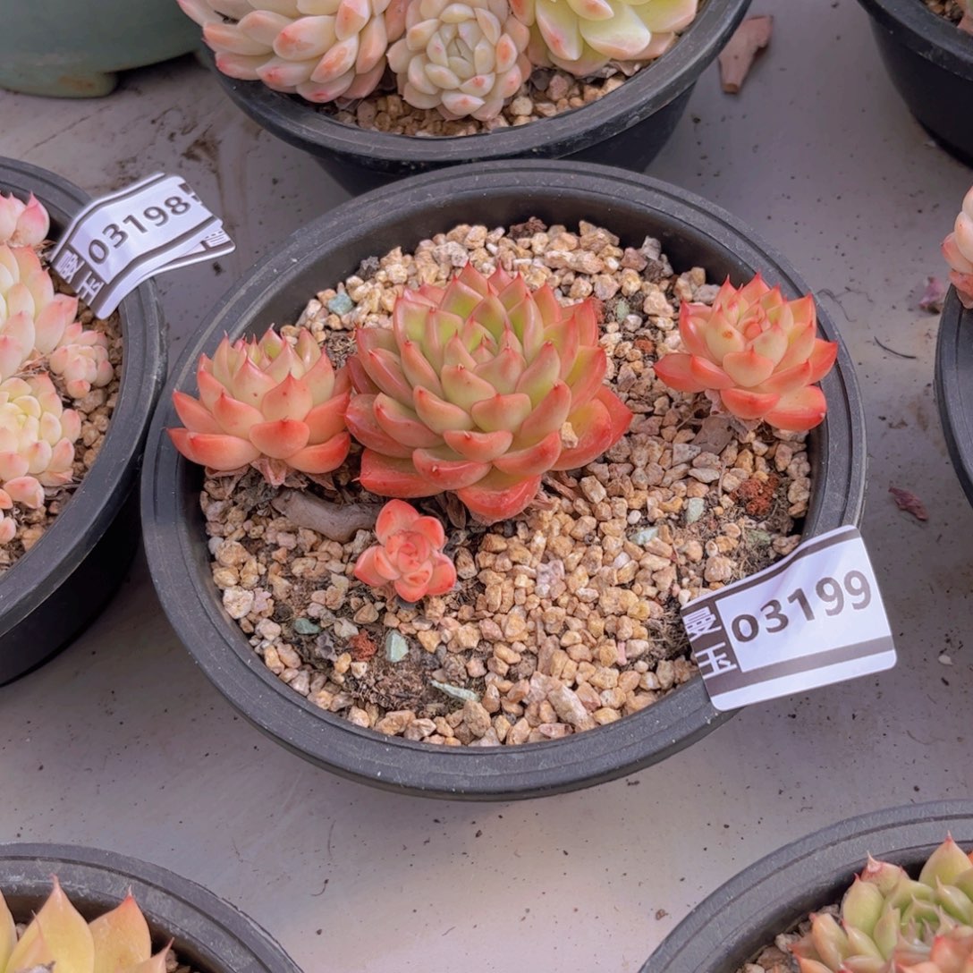 麦秆多肉植物03199