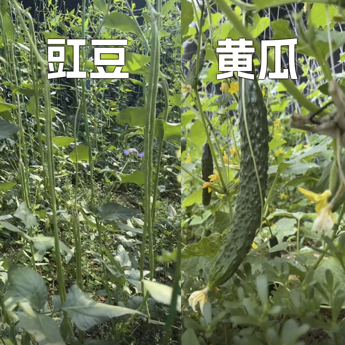 密云大棚蔬菜包（黄瓜1斤、豇豆1斤）