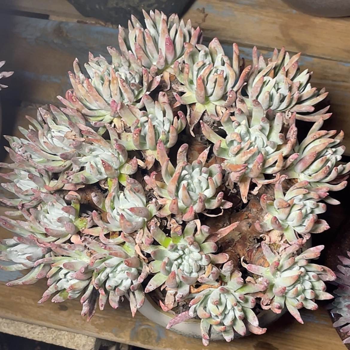 【闪购商品】奥罗拉35公分缀化板