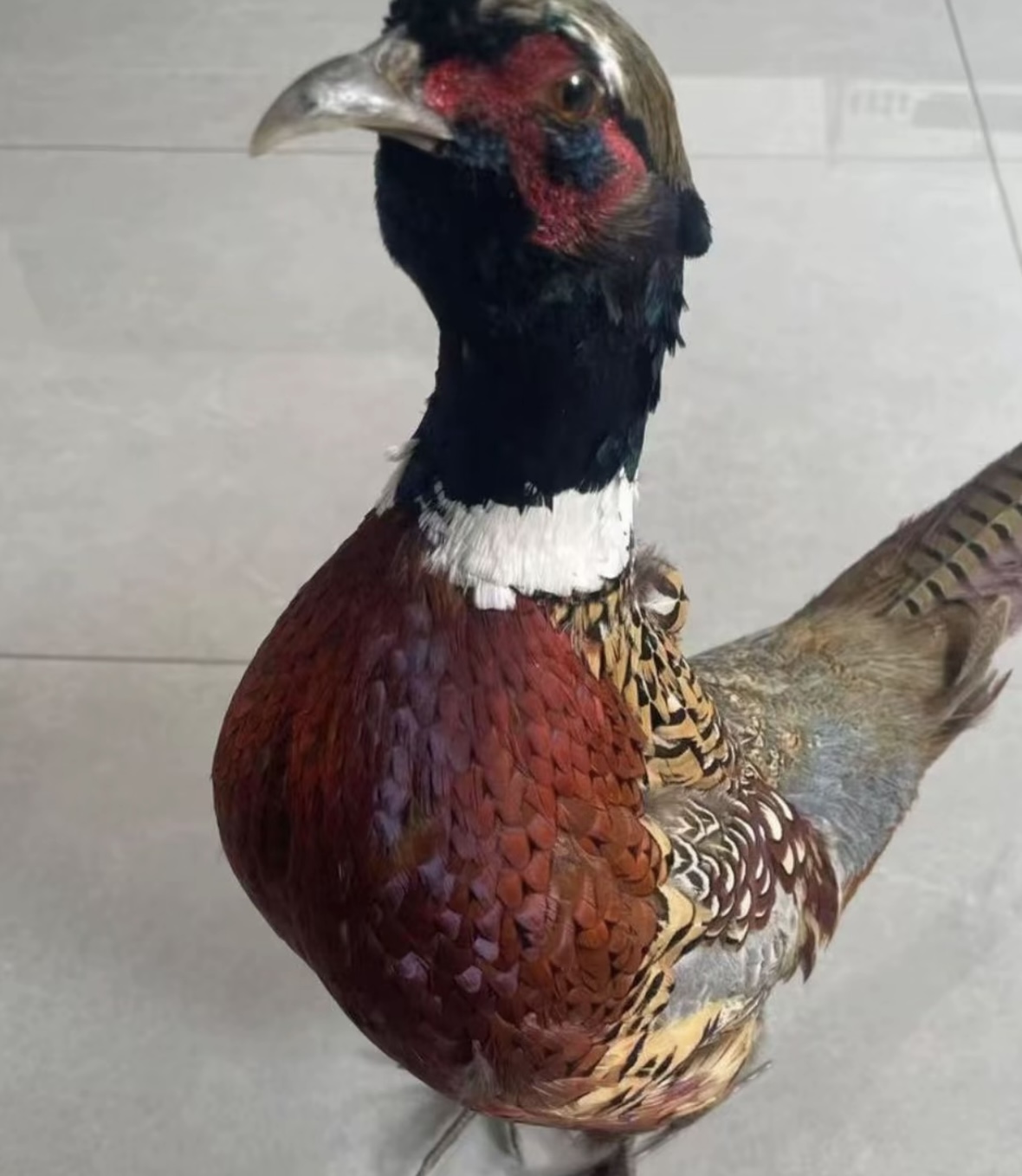 户外通用鸟粮食精品五谷杂粮都可拌11