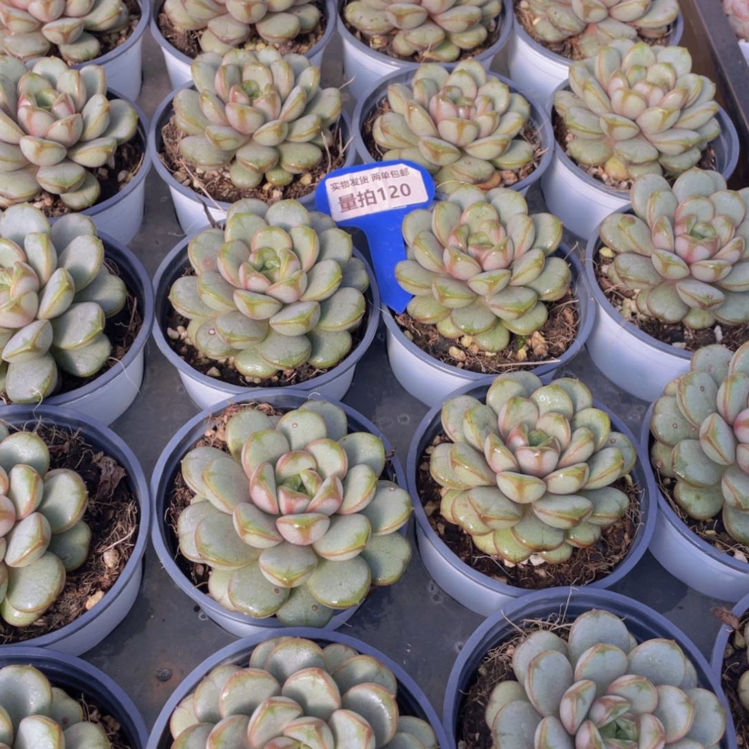 量拍120号 葡萄大单头一个