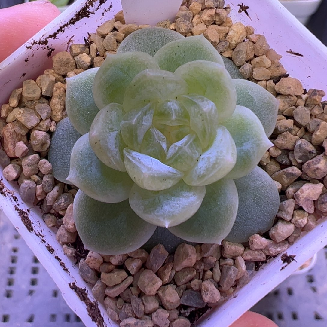 116号白冰晗雨多肉植物