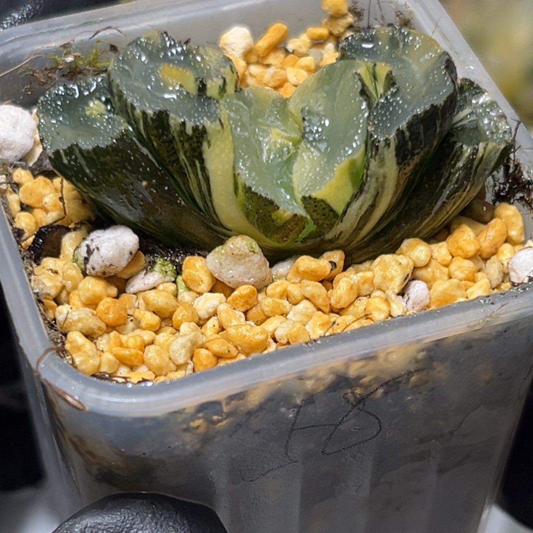 恭喜发财大吉大利0467波光