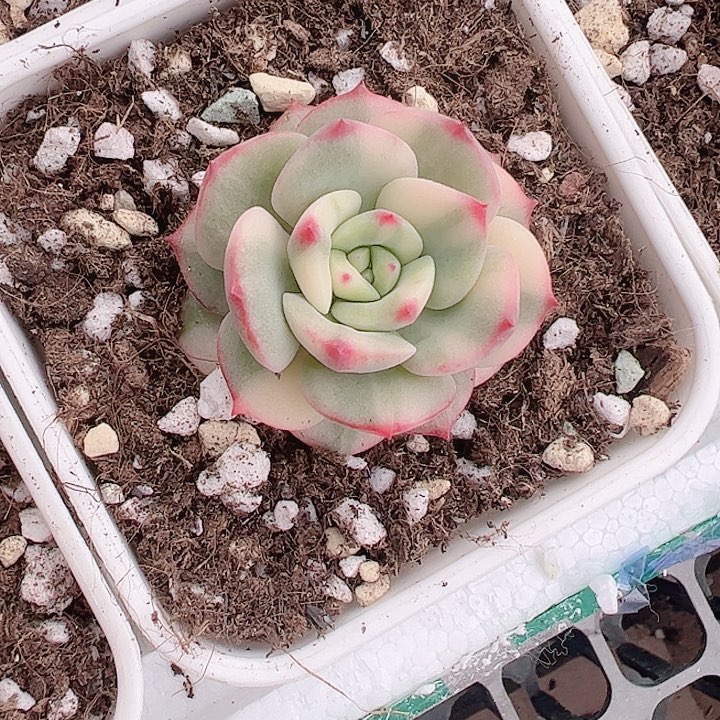 多肉植物多肉植物