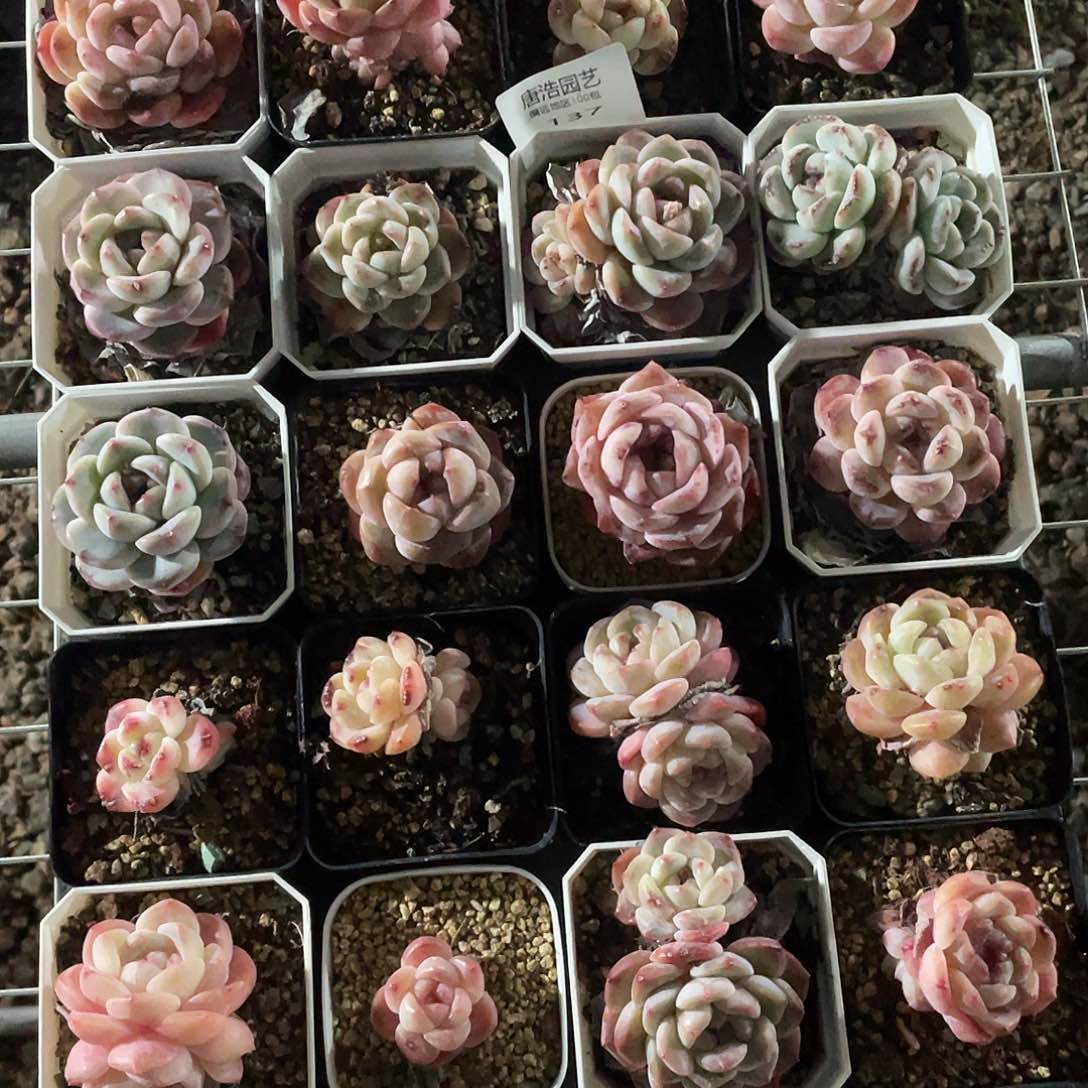 糖心混一物一拍137