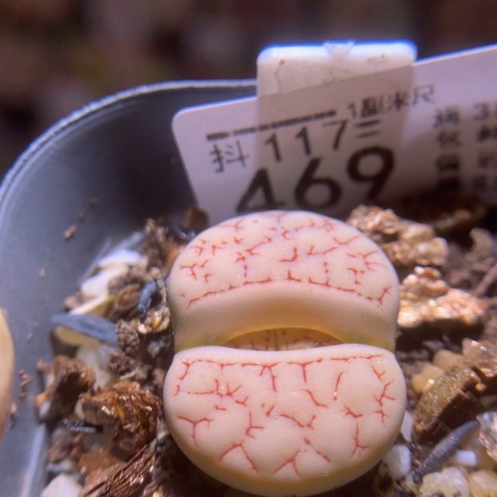 精品生石花117.469