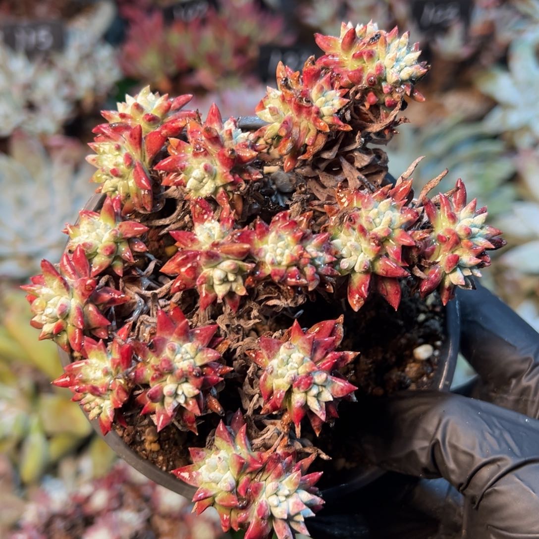 8225哈哈哈哈哈哈哈哈