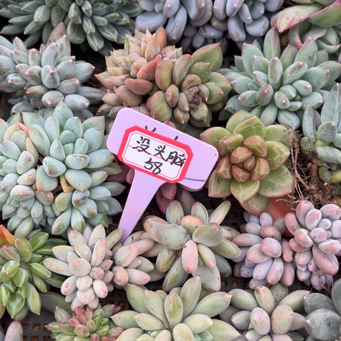 没***脑没头脑58。            