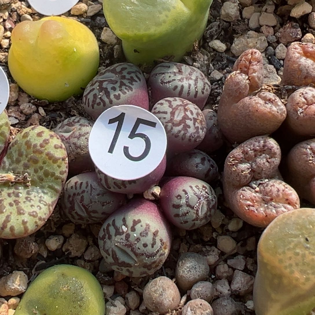 多肉植物111111111111111