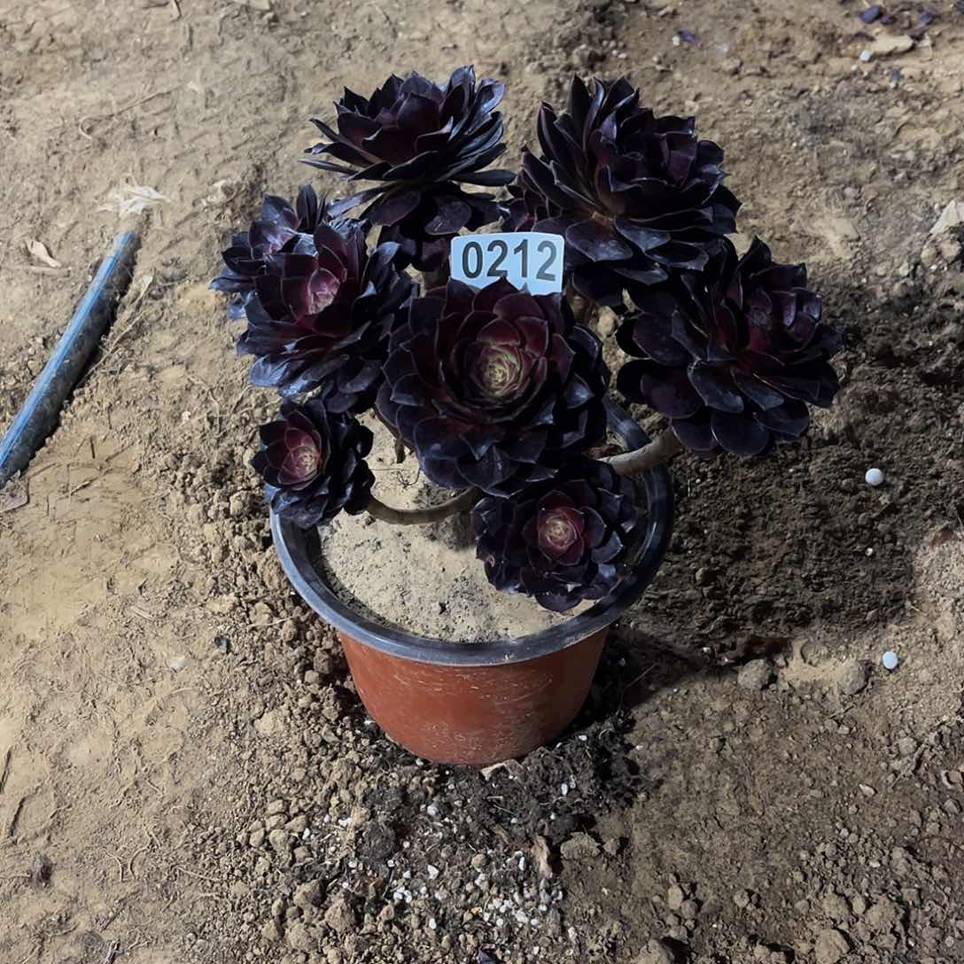 媚*多肉植物一物一拍0212