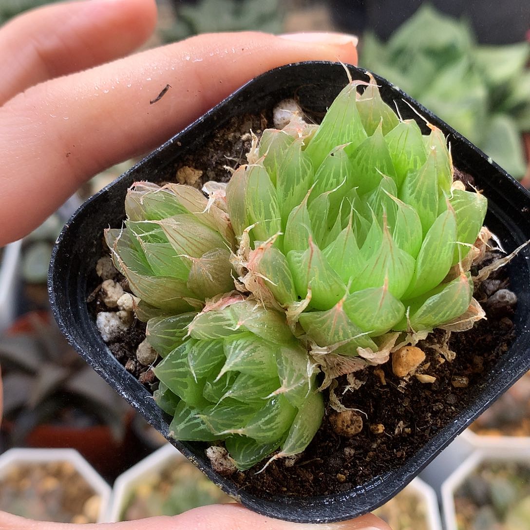 玉露带盆ookmoujjkkyu