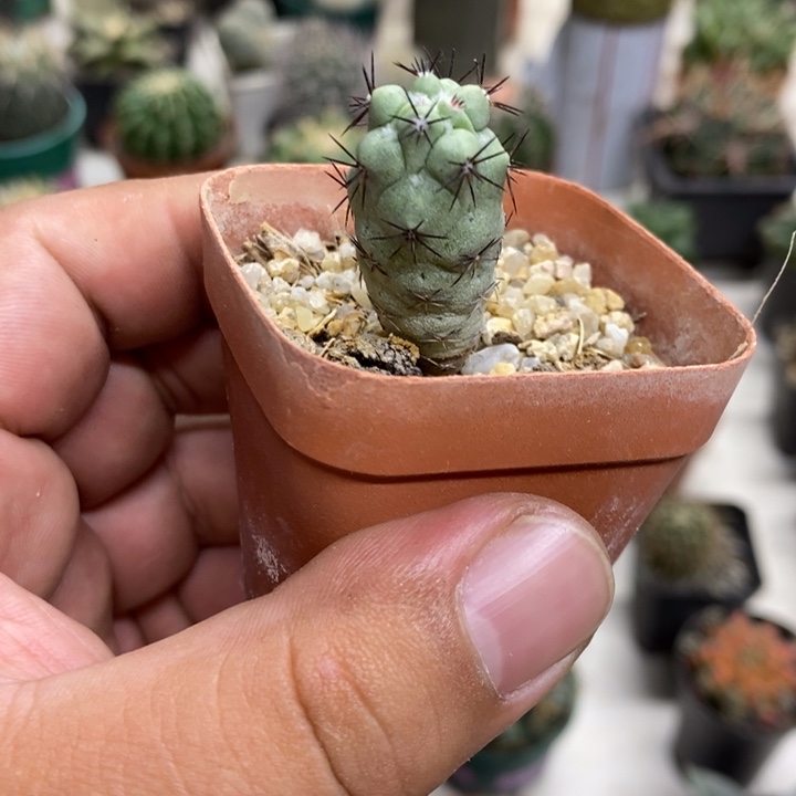 黑刺帝王丸特价福利