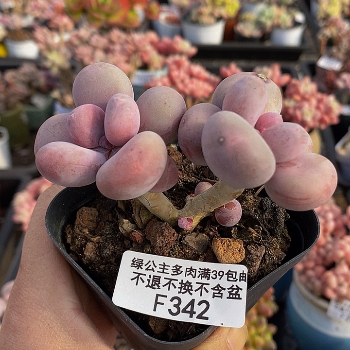 彩虹奶8cm342多肉植物
