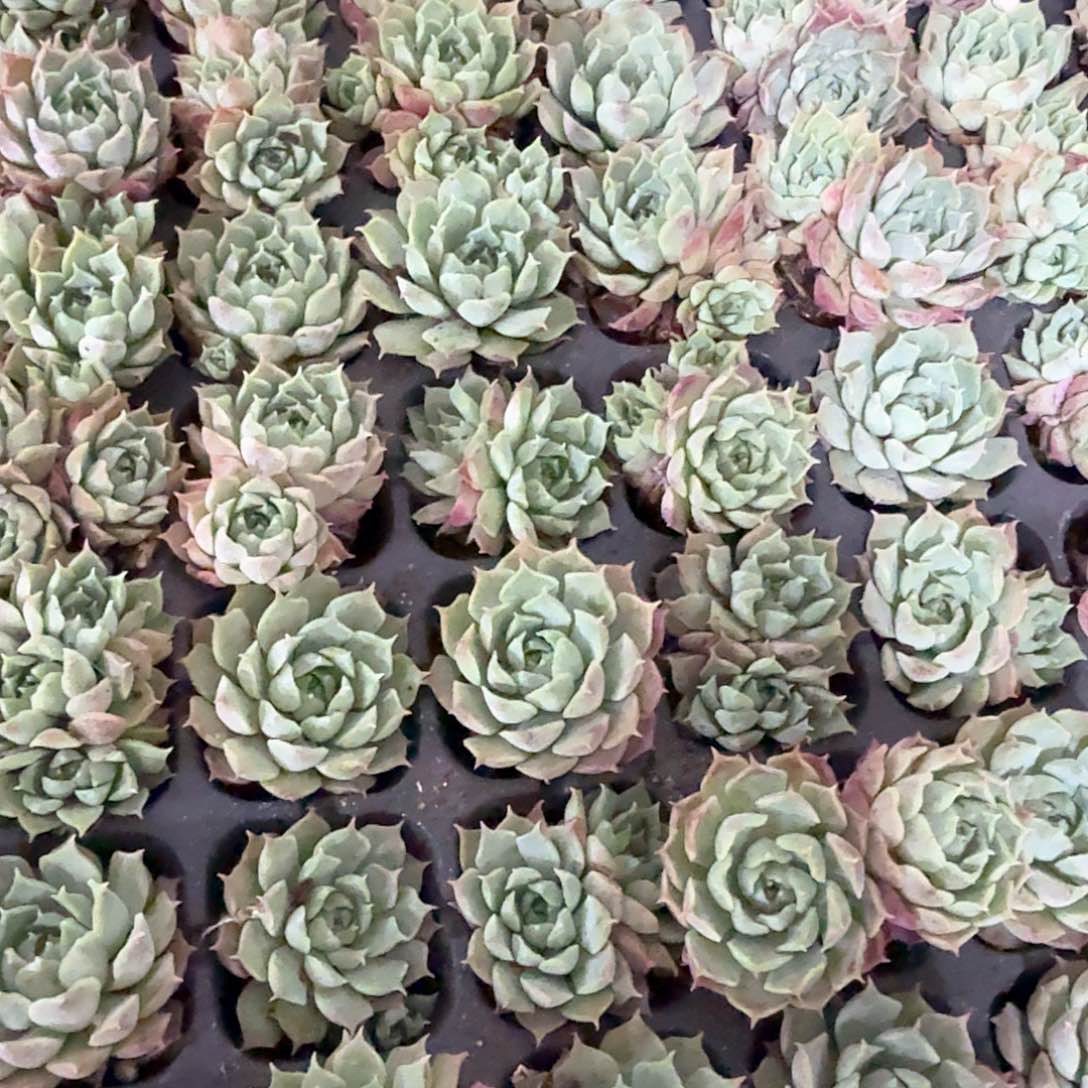 朱砂痣穴苗 4颗 单双混搭