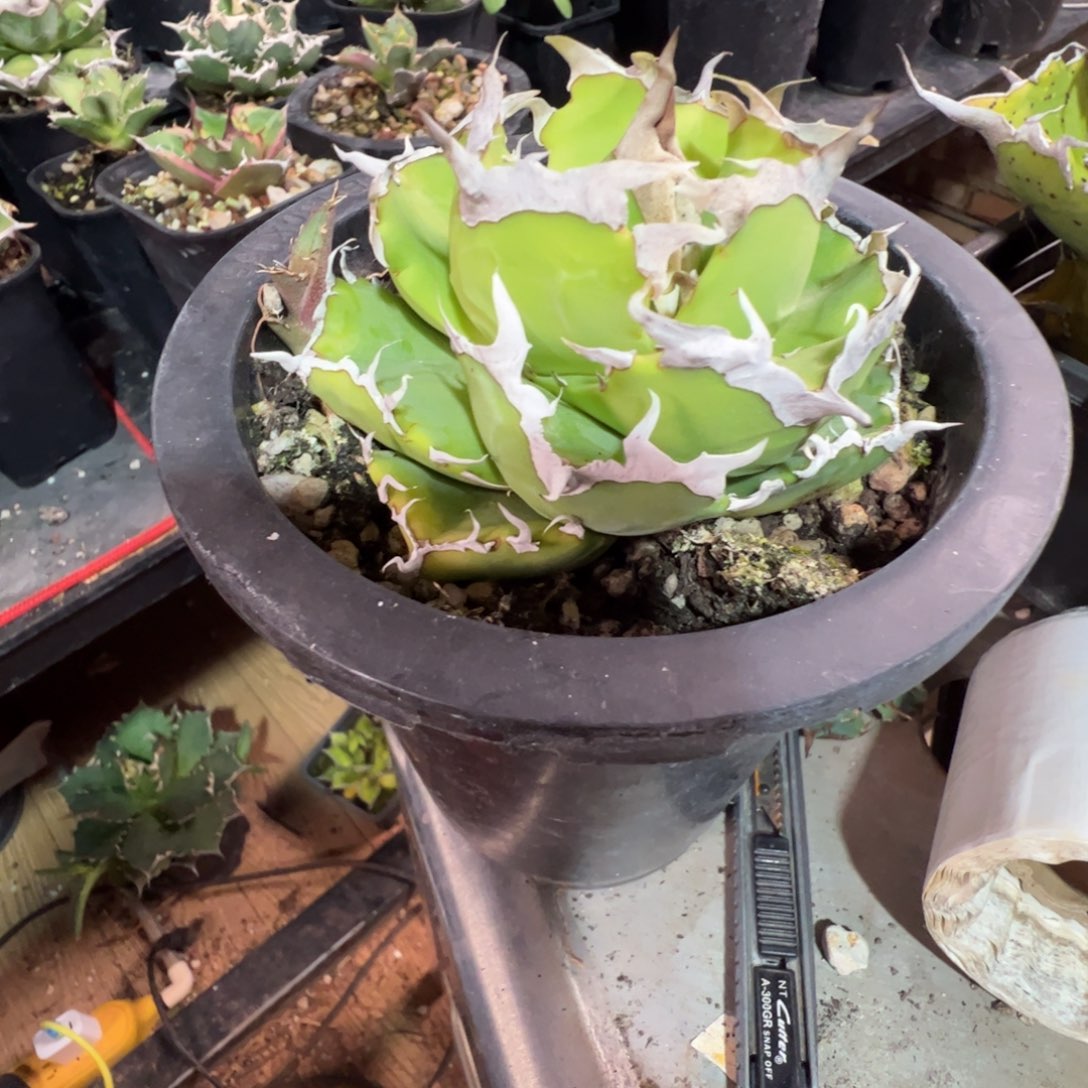 太***亮螃蟹大大大大大大大甲