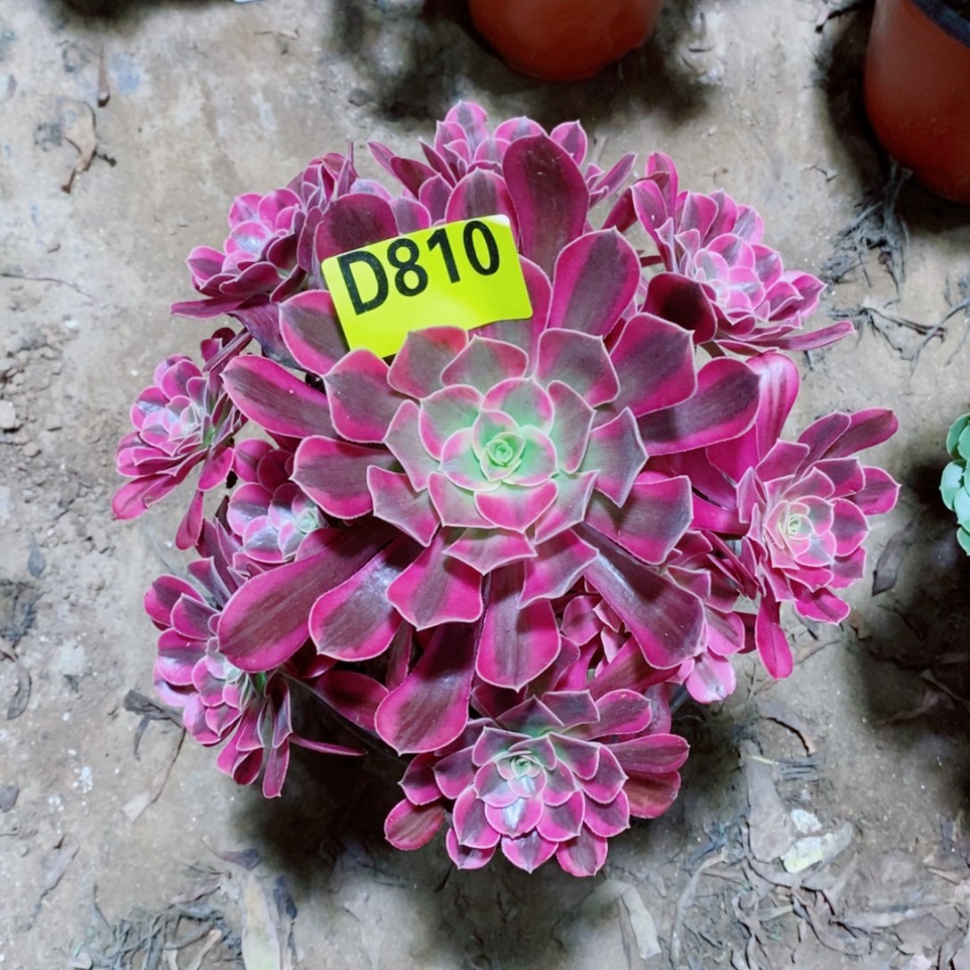 美杜莎多肉植物810
