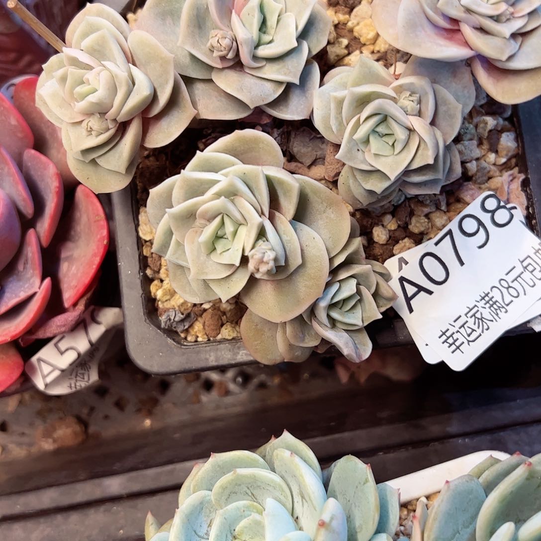 幸运的是我的朋友