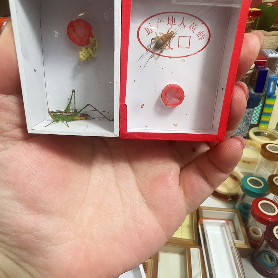 欧***ง哈哈哈蟋蟀糖果➕烈焰