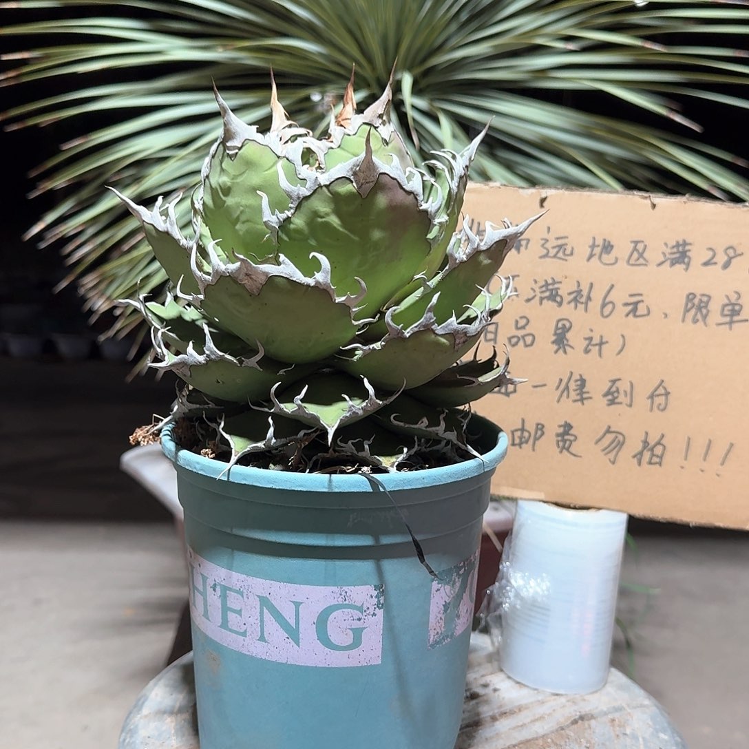 完全开放凯撒仁王冠龙舌兰