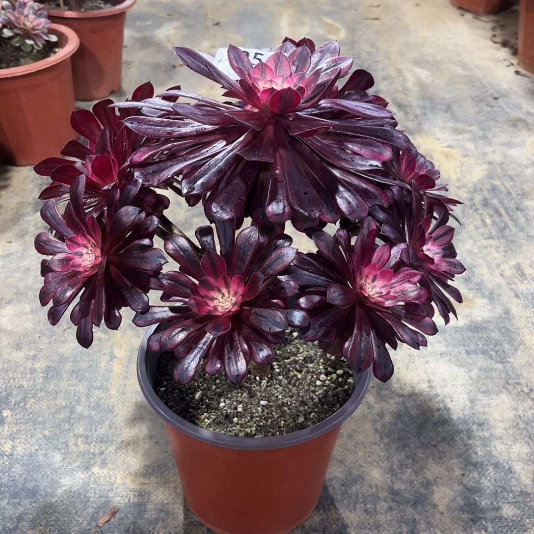 多肉植物黑铜白258多肉