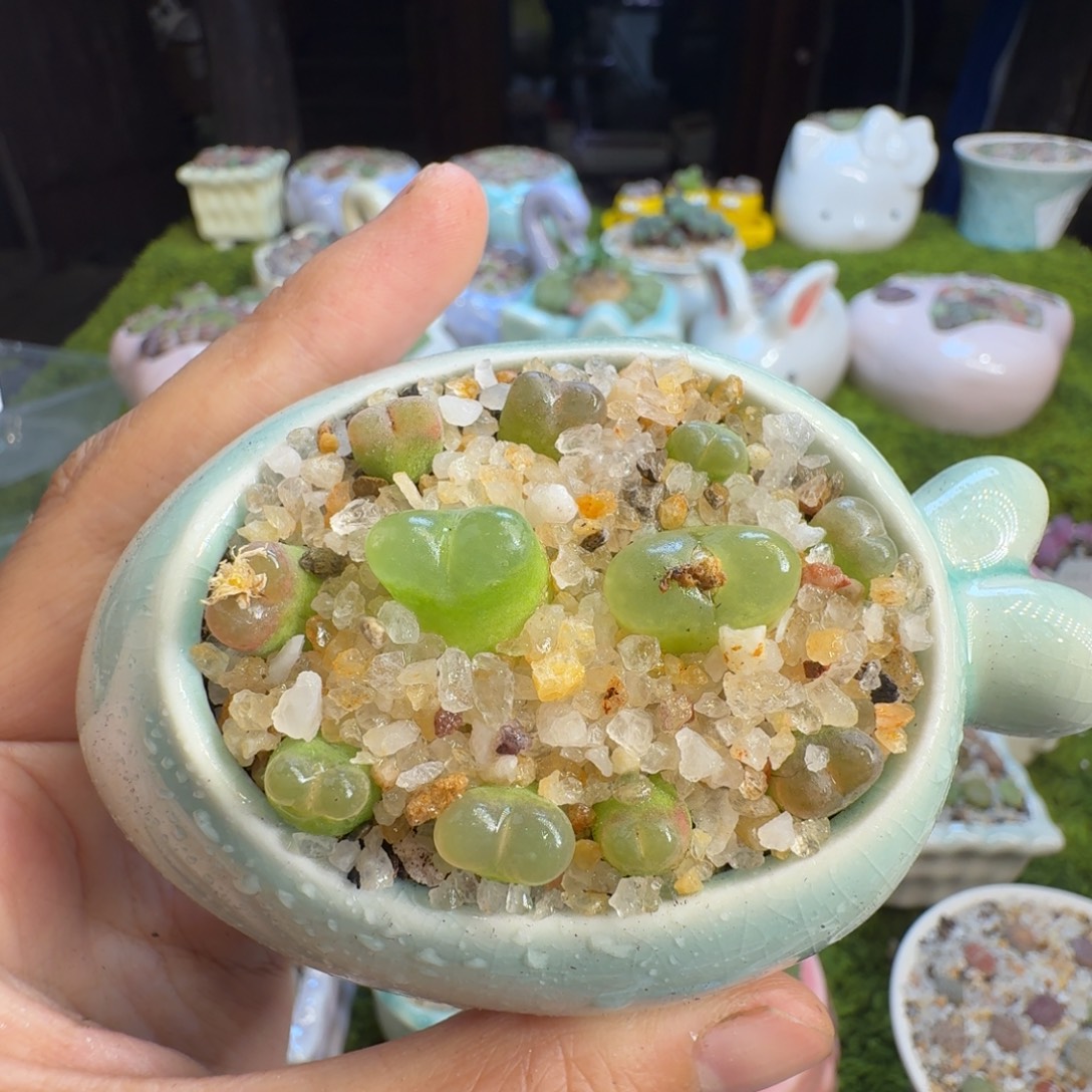 多肉植物福利冲1329