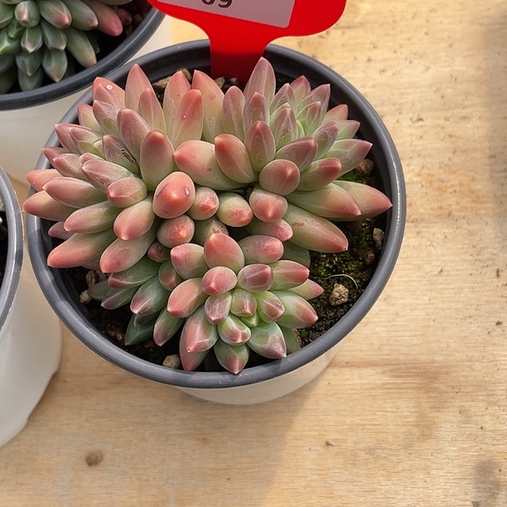 萌肉小筑0812-9伊卡鲁斯