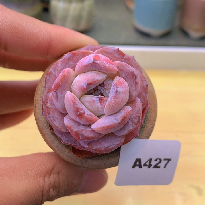 一物一拍满38包邮A427