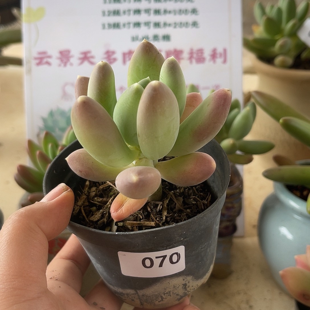 迷雾森林。 070。 111111111111