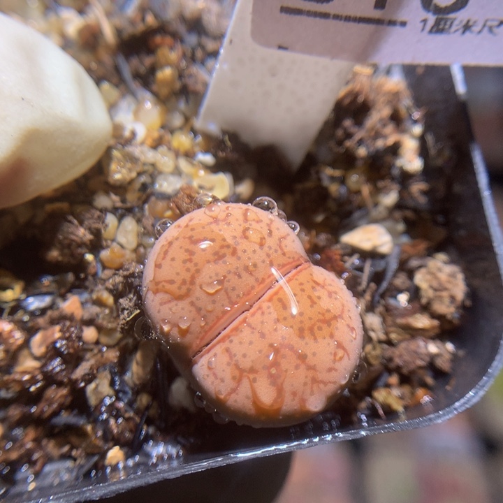 精品生石花115.513