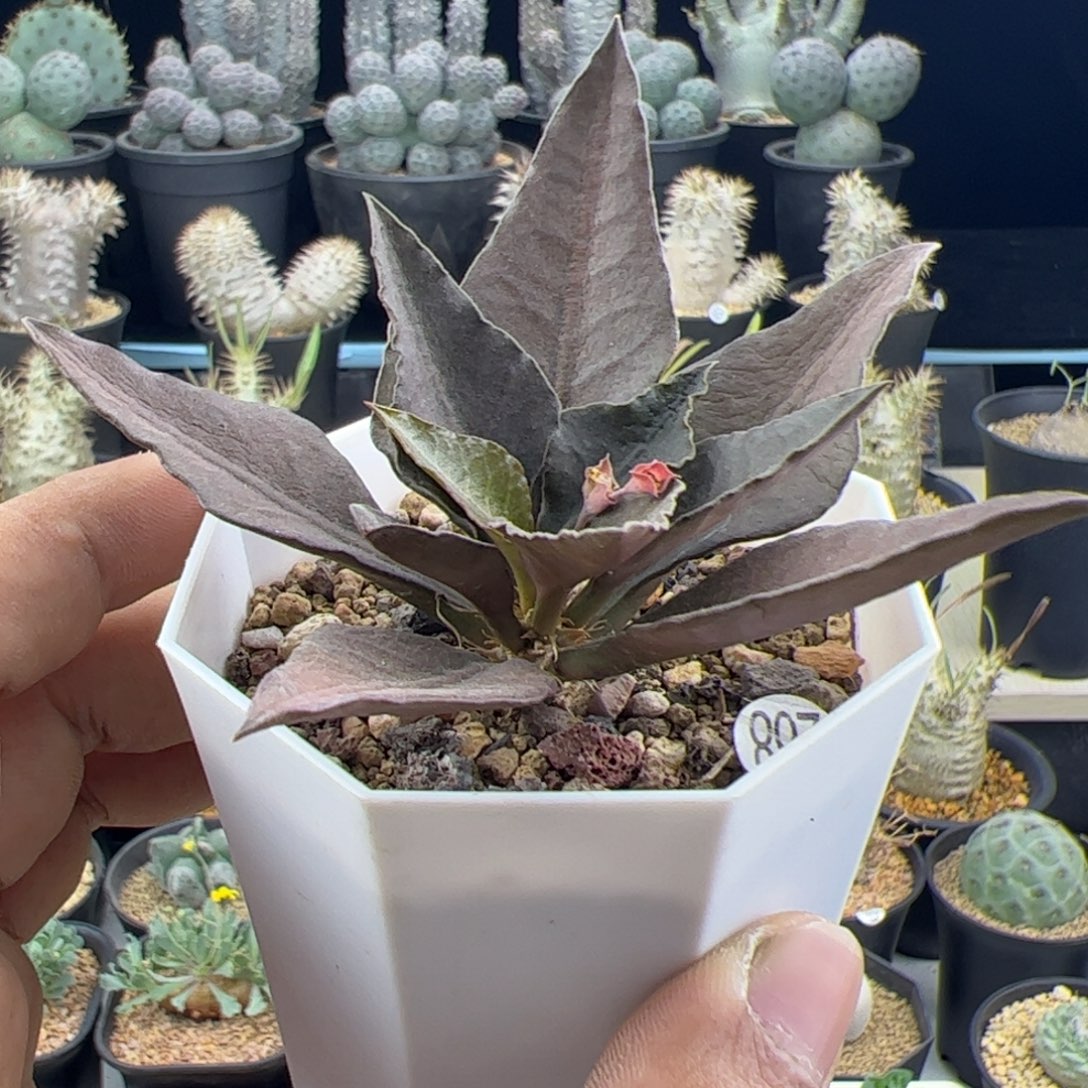 彩叶麒麟大戟一物一拍