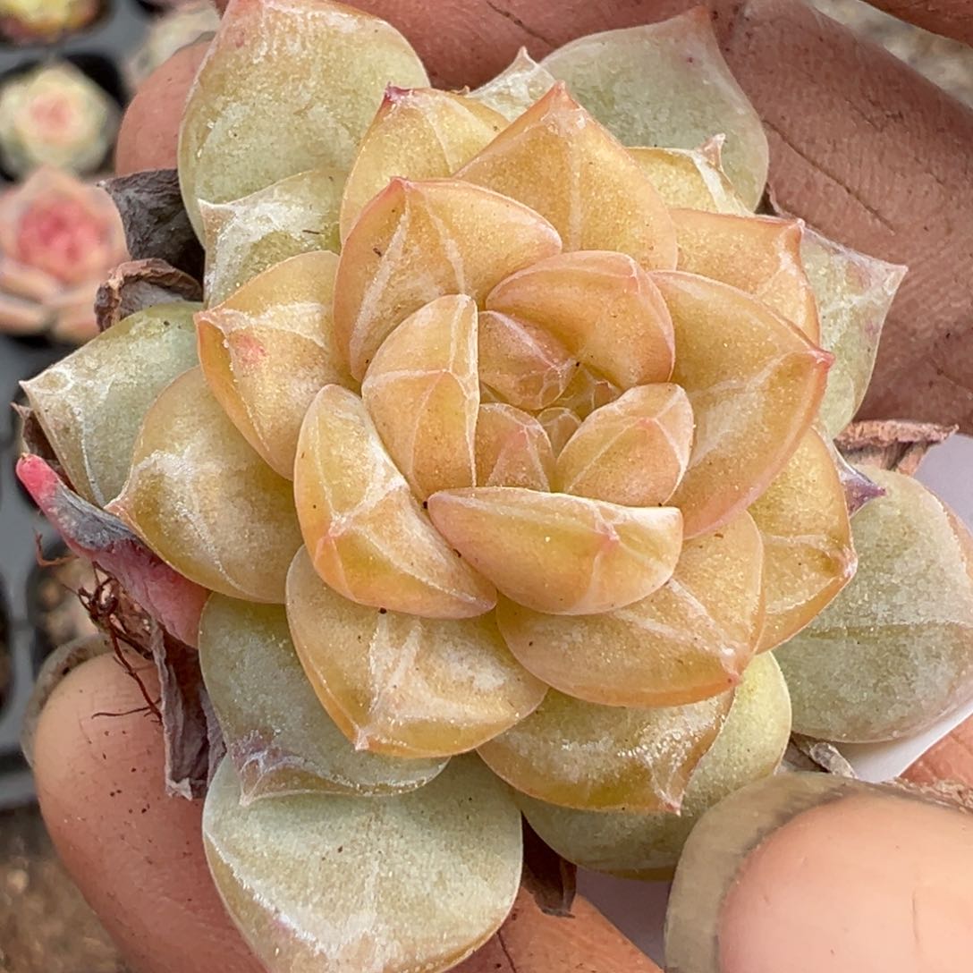 小卡拉米糖心一物一拍12-105