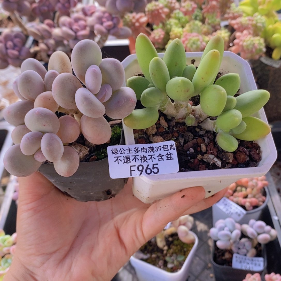 刺*1蛋黄奶25，芒果奶19多肉植物