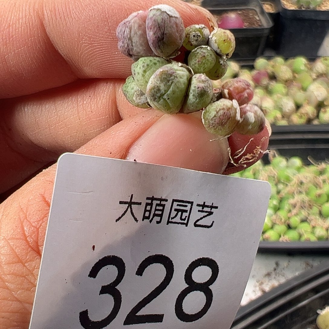 一物一拍园艺1425.95龙猫斑马328