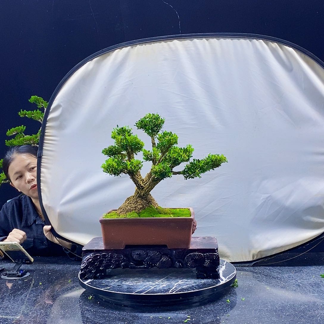 无花朵黄杨盆景造型