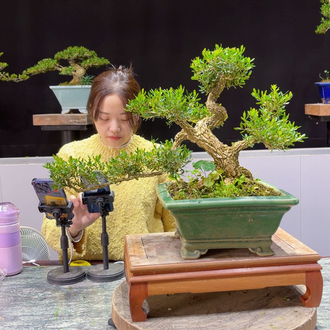 四季常青老桩黄杨盆景