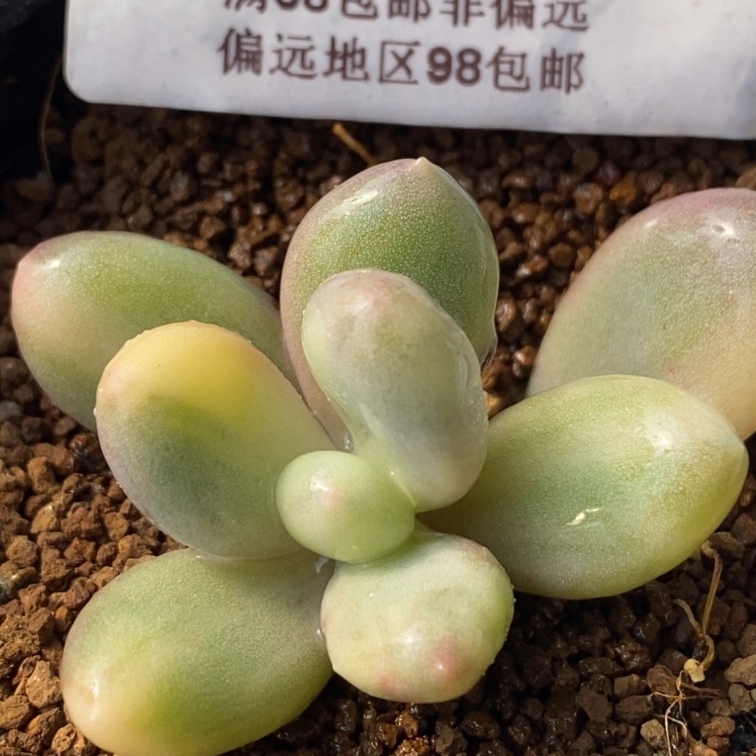 03奶酪锦 小方花圃一物一拍