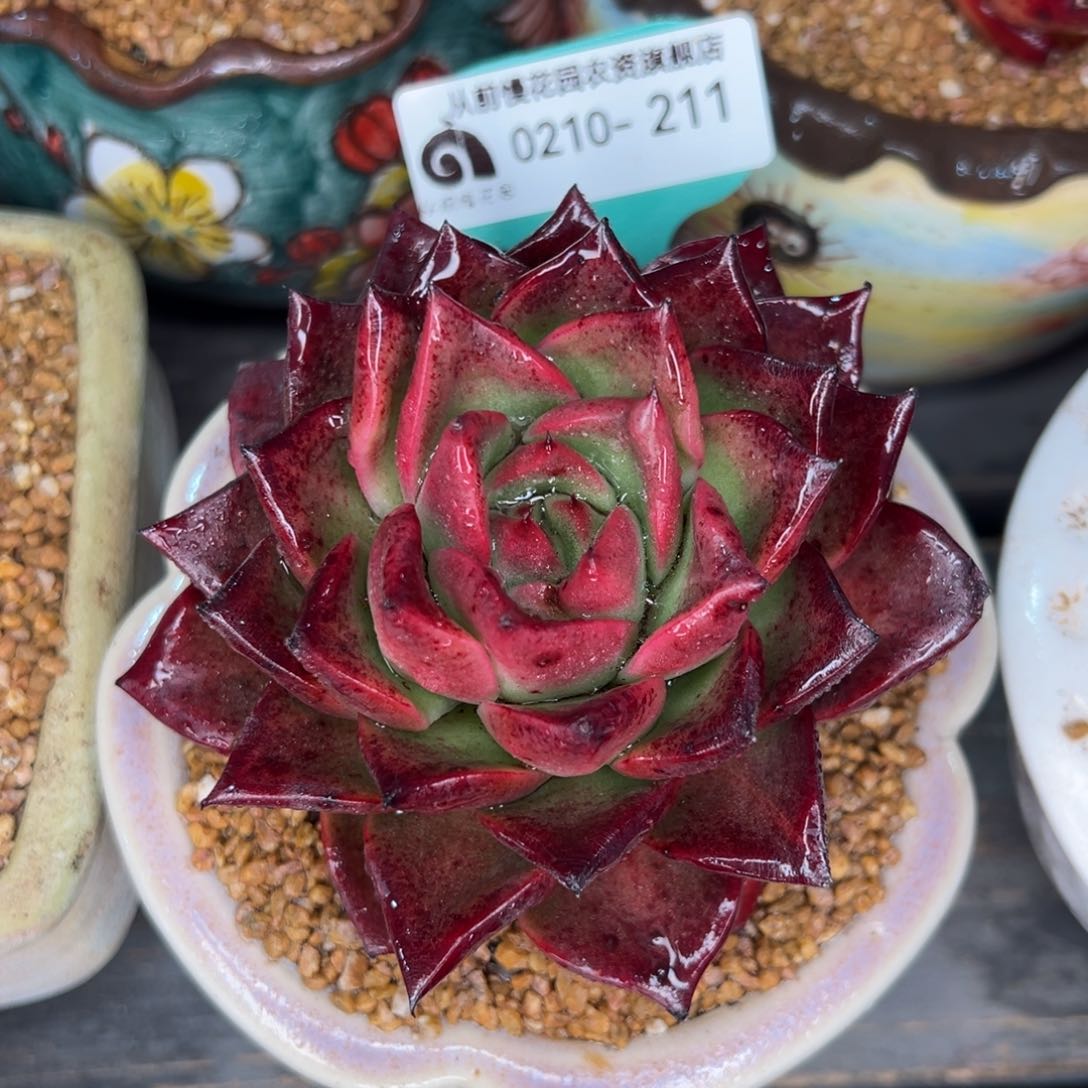 从前慢多肉精选编号0210.212