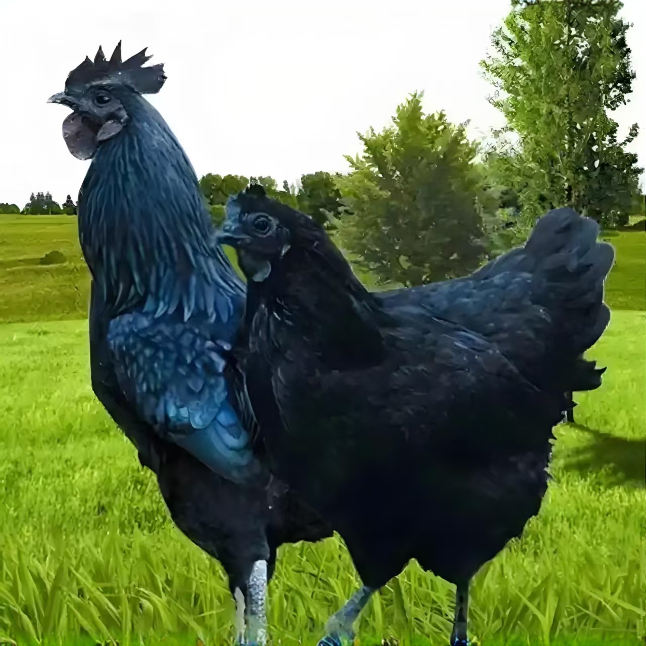 宠物鸡五黑鸡下绿壳蛋250g包邮