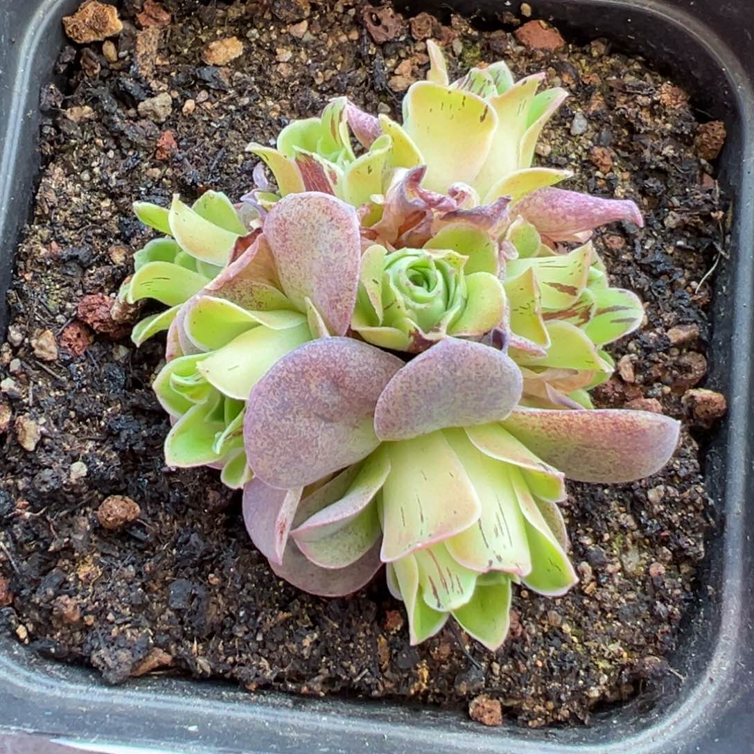 137号罗拉公主—山地玫瑰