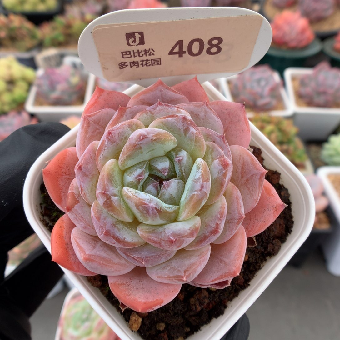 408 糖心多肉多肉