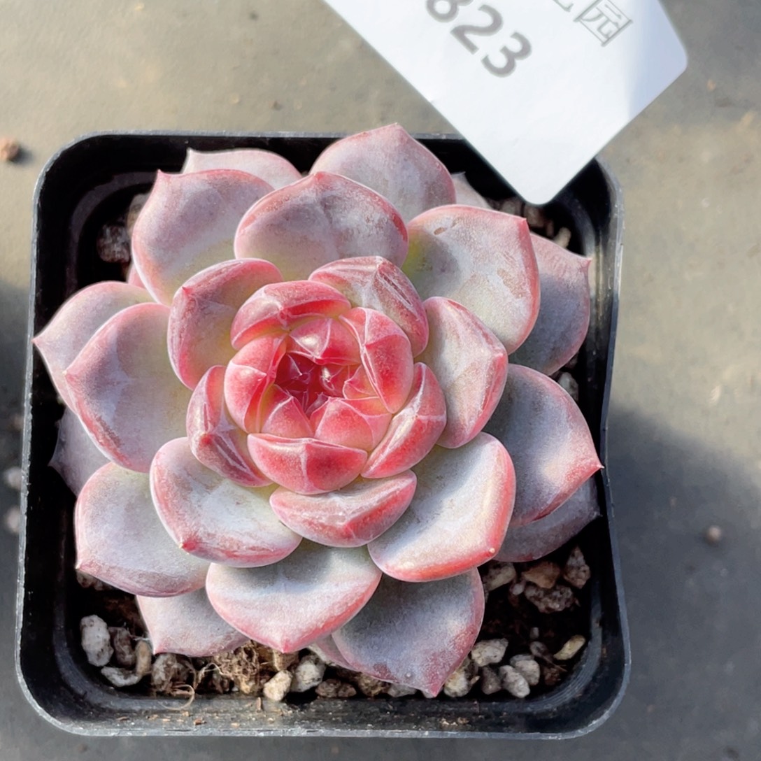 熬***、823号糖心冰心珍妮 蜜蜡