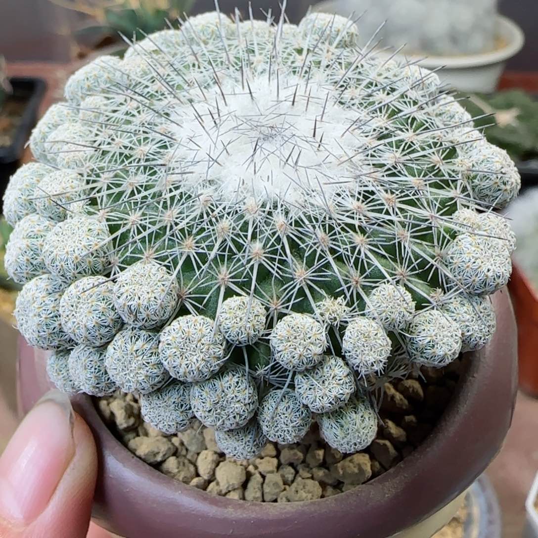 萝卜根乌月丸多肉