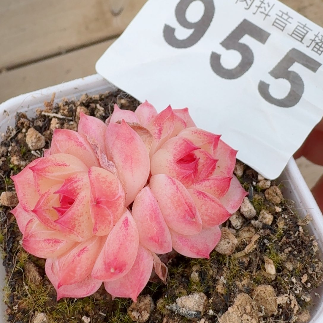 小甜甜         精品多肉