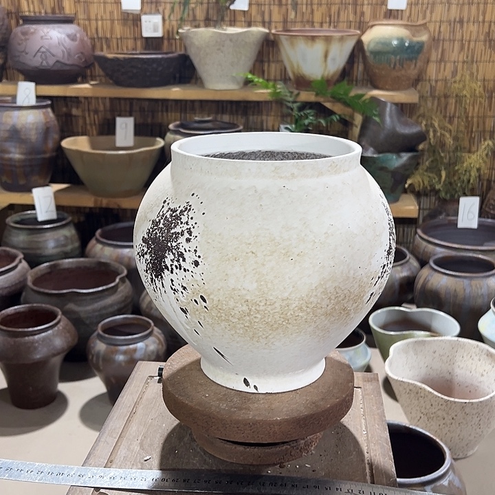 高24/18花盆个b黄金季节