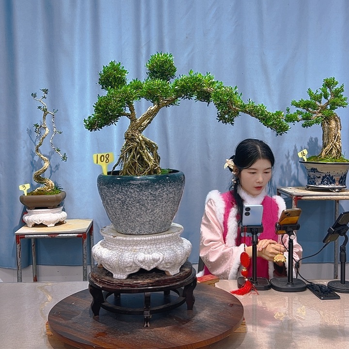 无花朵广东皱皮雀舌黄杨