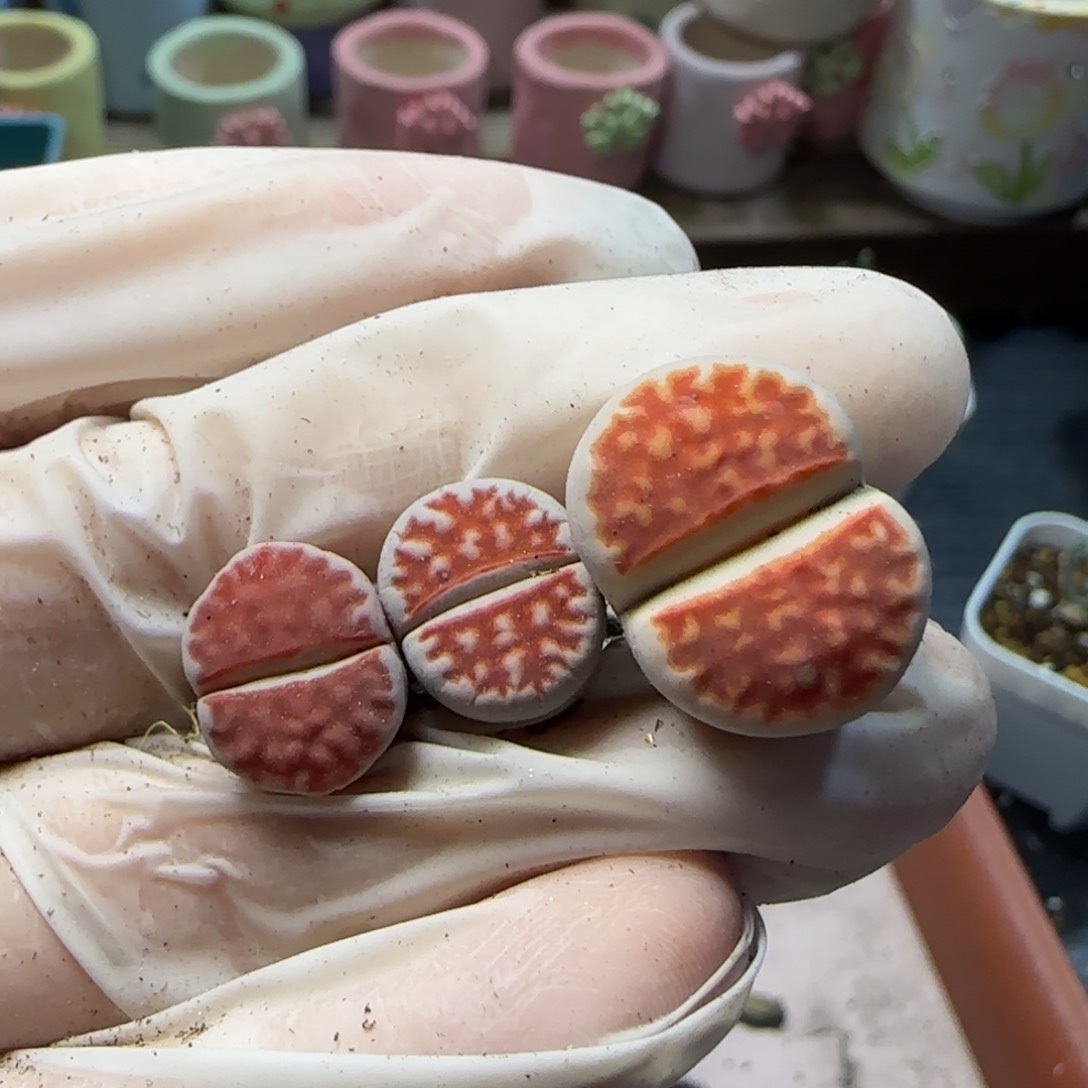 1。12。7055。小鼻噶。t p。 下播福利