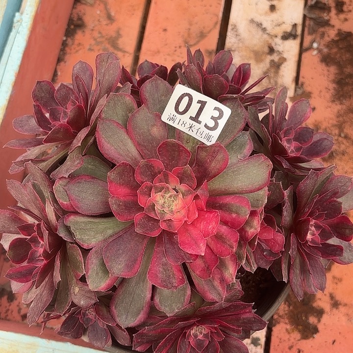 013黑魔锦诺米多肉法师锦不包侧枝断枝