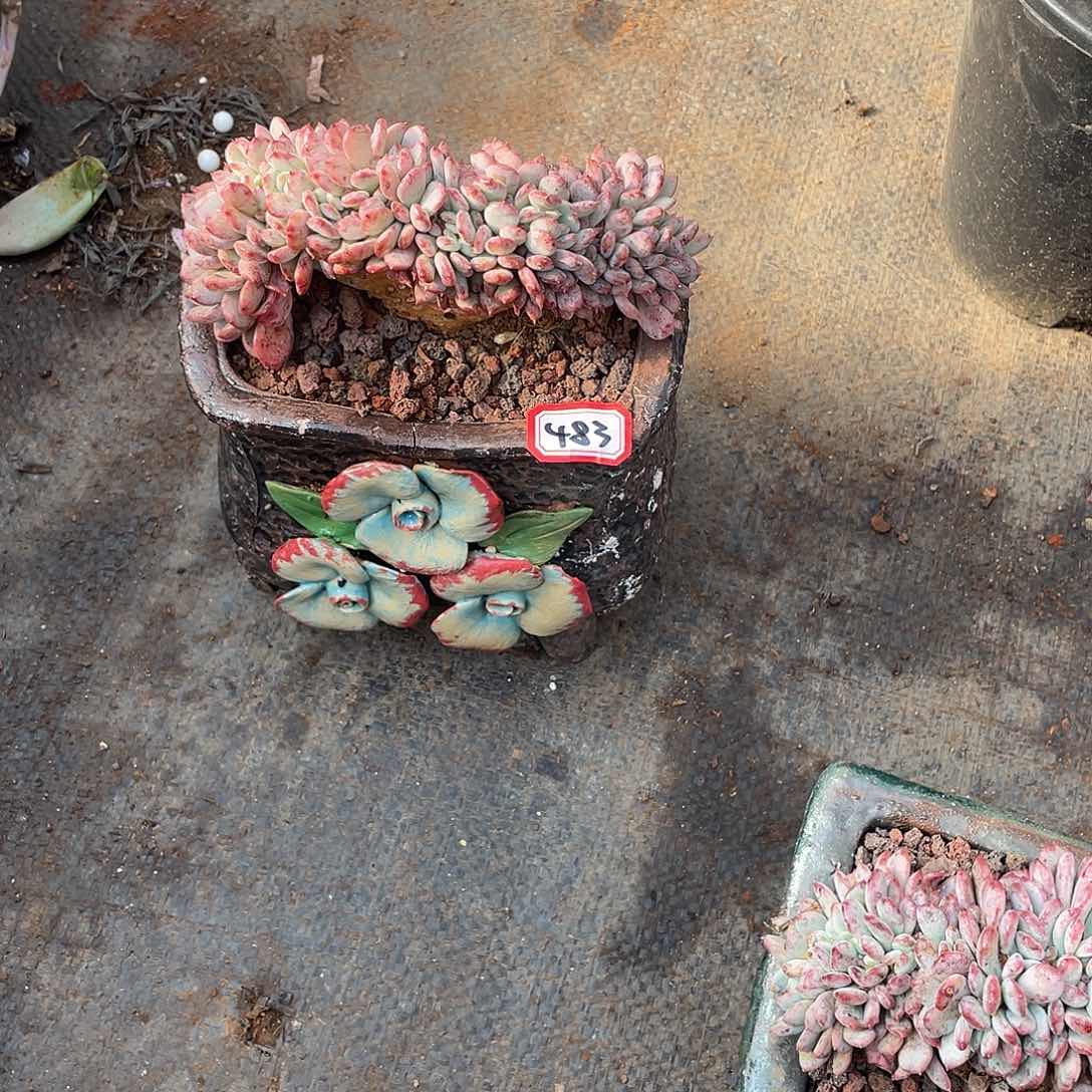 483玛瑙缀化一物一拍多肉