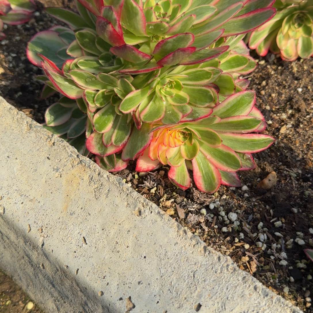 018云荷。多肉植物